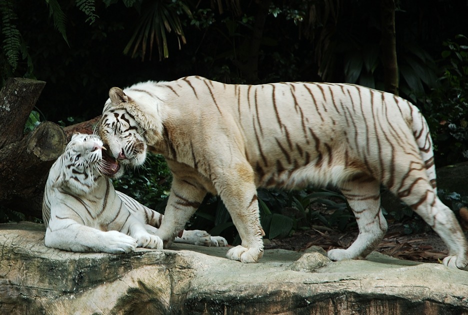 Asiatic Tiger