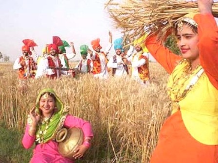 Wheat In Punjab