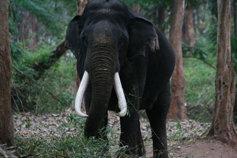 The Amazing Wildlife in The Rainforests of Western Ghats