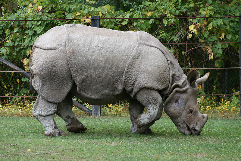 TOP 10 WILD ANIMALS OF INDIA – wildanimalsphp TOP 10 WILD ANIMALS OF INDIA – wildanimalsphp