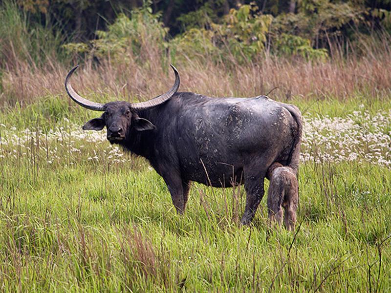 TOP 10 WILD ANIMALS OF INDIA – wildanimalsphp TOP 10 WILD ANIMALS OF INDIA – wildanimalsphp