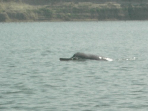 River Dolphin of India