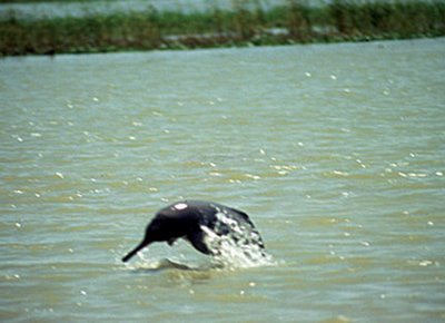 VikramshilaGangeticDolphinSanctuary.jpg