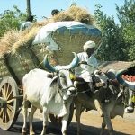 Bailgadi-India