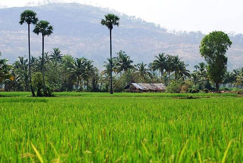 kerala-paddy-fields