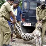 killing -of-Leopard--in-India