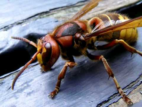 Giant-Indian-Hornet