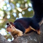Giant-Indian-Squirrel