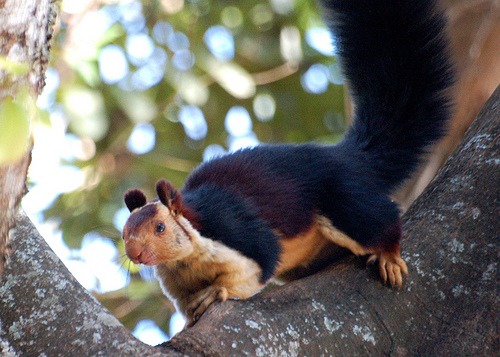 Giant-Indian-Squirrel
