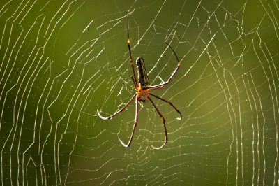 Giant-Indian-Wood-Spider