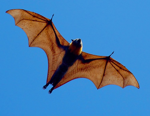 Great_Indian_Fruit_Bat_flying_fox