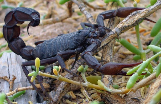 Indian-Black-Scorpion