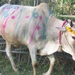 Holy-Cow-India