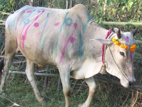 Holy-Cow-India