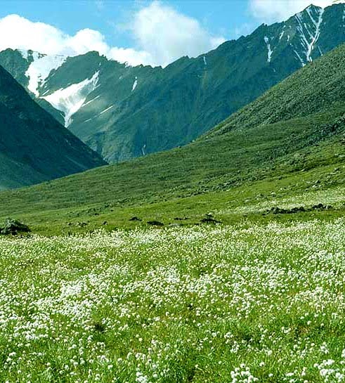 Dzukou - Valley