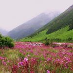 Valley - of - Flowers