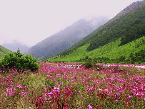 Valley - of - Flowers