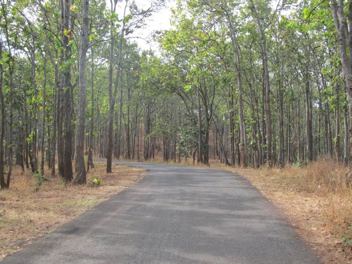 Forest-In-Chhattisgarh Forest-In-Chhattisgarh