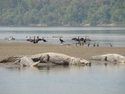 Dudhwa-National-Park crocodiles-attacks-India