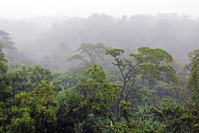 Rain-Forest-of-India Rain-Forest-of-India