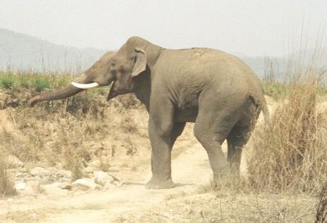 Simlipal-National-Park wild-elephants-India