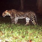 The_Leopard