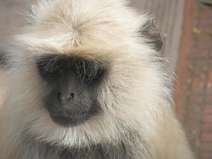 Langor-Monkey-India Langor-Monkey-India