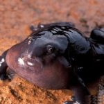 Malabar-Purple-Frog