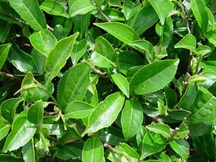 Assam-Tea-Plantation Assam-Tea-Plantation