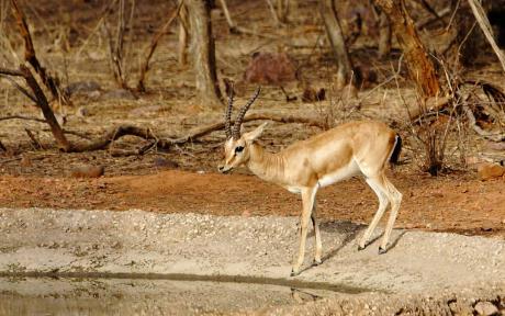 : Species of Antelopes in India:-