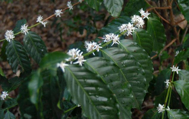 Coffee-Plantation-in-Andhra-Pradesh Coffee-Plantation-in-Andhra-Pradesh