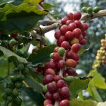 Coffee-Plantation-in-Kerala