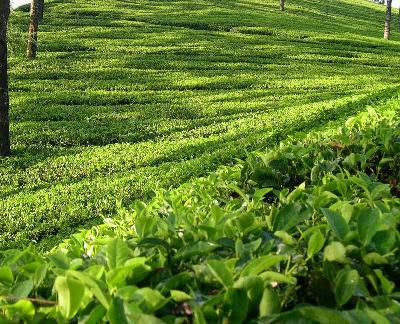 Coorg-Tea-Plantation Coorg-Tea-Plantation