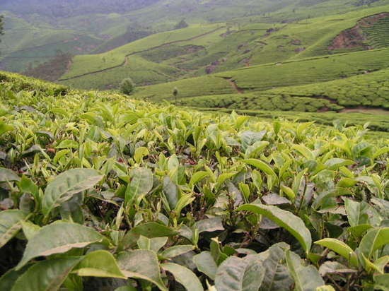 Darjeeling Tea Plantations