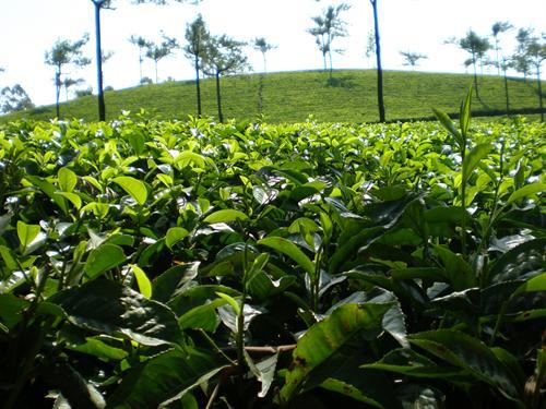 Munnar-Tea-Plantation Munnar-Tea-Plantation