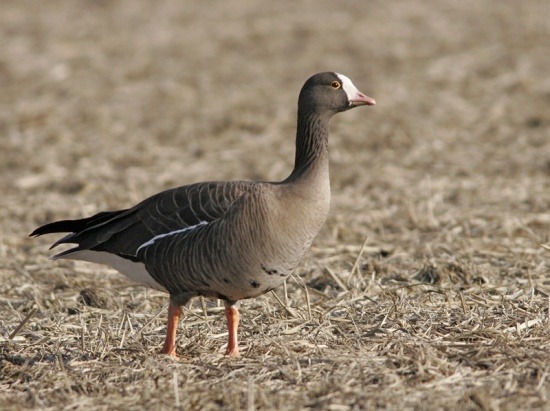 Bhindawas-Bird-Sanctuary