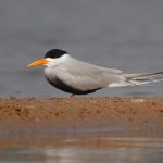 Black-bellied-Tern