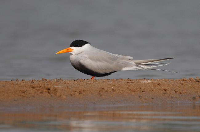 Kanwar Lake Bird Sanctuary