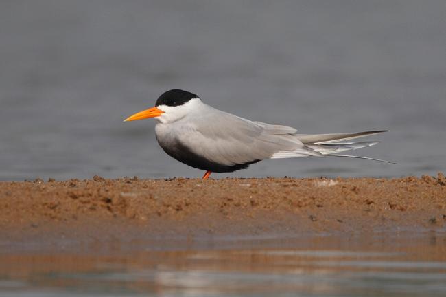 Kanwar Lake Bird Sanctuary