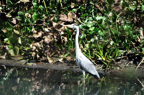 Carambolim-Lake-Bird-Sanctuary