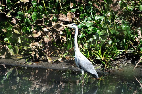 Bird Sanctuaries