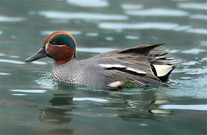 Dhalipur-Lake-Bird-Sanctuary