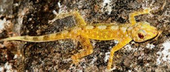 Golden gecko options trading
