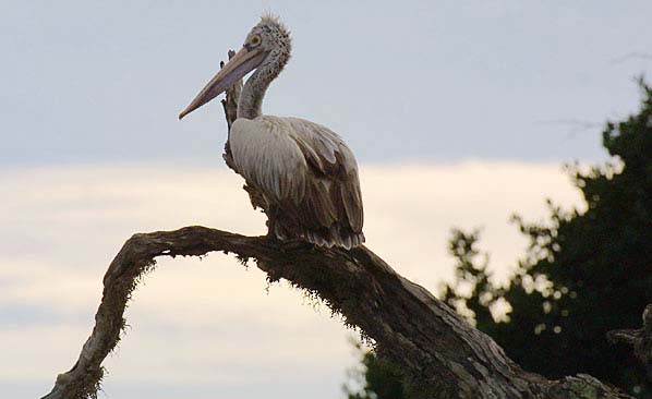 Kolleru-Lake-Bird-Sanctuary