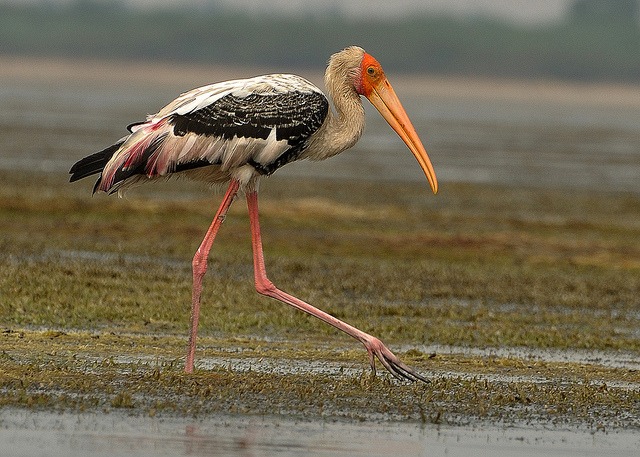 Udhwa Lake Bird Sanctuary