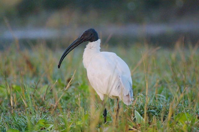 Thol lake bird sanctuary