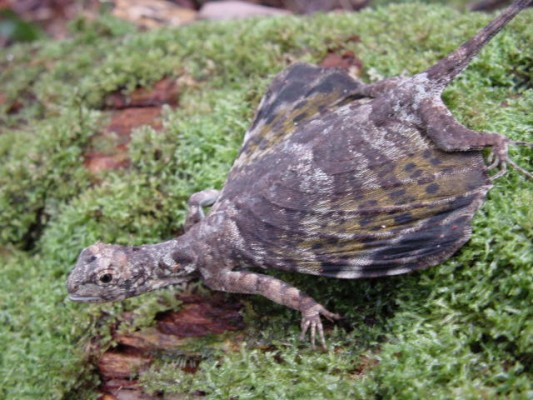 rare lizards as pets