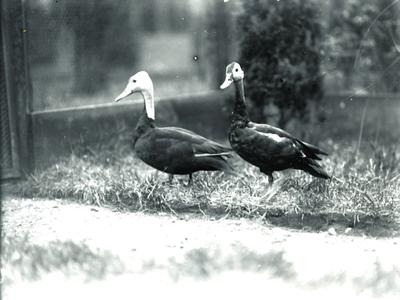 Pinkheaded-Duck Pinkheaded-Duck