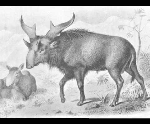 sivatherium-India