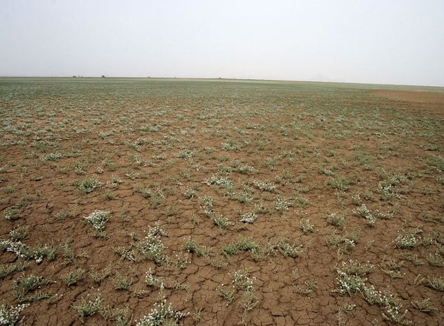 Banni-Grasslands-Kutch Banni-Grasslands-Kutch